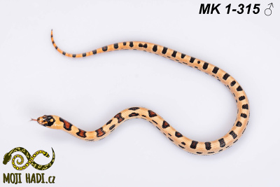 hadi na prodej, mládě, český chov hadů, odchov hadů, mojihadi.cz, Lampropeltis, mexcampb, magmaking, lampropeltis hybrid, lampropeltis mexicana, lampropeltis triangulum campbelli, special snakes, Mexican Kingsnake, Pueblan Milksnake, korálovka